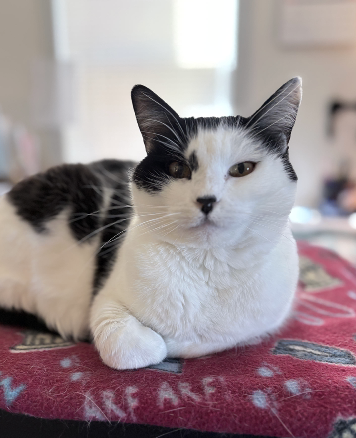 General 1 — Catz N Coffee Connections